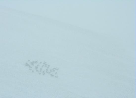 Red Deer <i>Cervus elaphus</i>